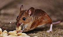 24 Hour & Emergency Exterminators in Williamsport, MD